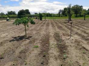 Sprinkler irrigation system powered by solar