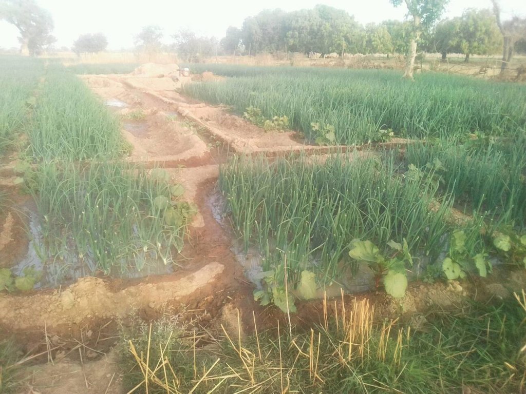 Onion nursery
