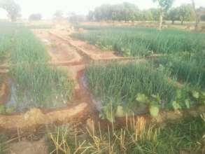 Onion nursery