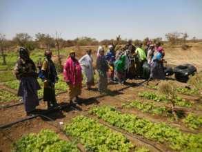 Lettuce drip field powered by solar energy