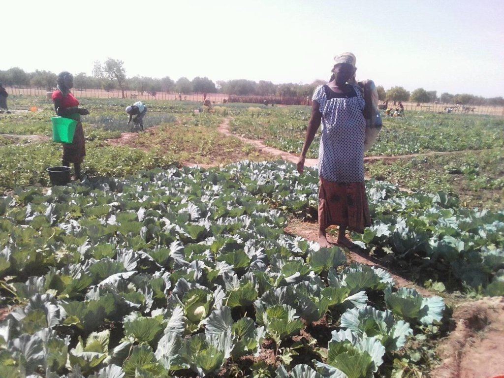 Cabbage field