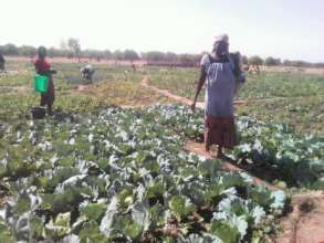 Cabbage field