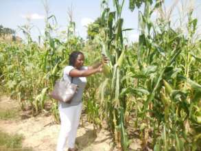 CBG-WA team member in a corn field