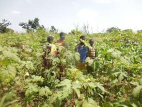 Okra field ready for harvest