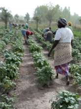 Tomatoes, cabbage, onions, papaya