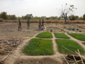 Crop nursery
