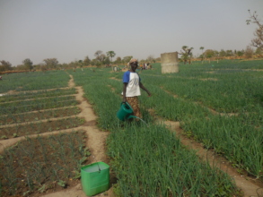 Photo 1: Grower watering her onion, 12/2016