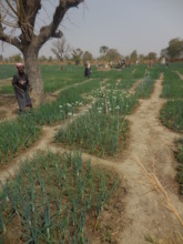 Photo3: Mme Yameogo in her onion field