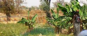 Kamsi Gardens
