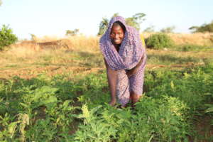 Garden in Village of Djomga in Sahara Desert