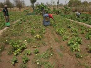 Photo 2: Women harvesting their tomatoes, 12/2016