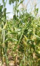 women's garden with corn
