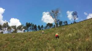 Reforestation up the hill!