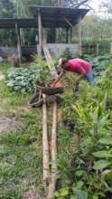 Separating seedlings