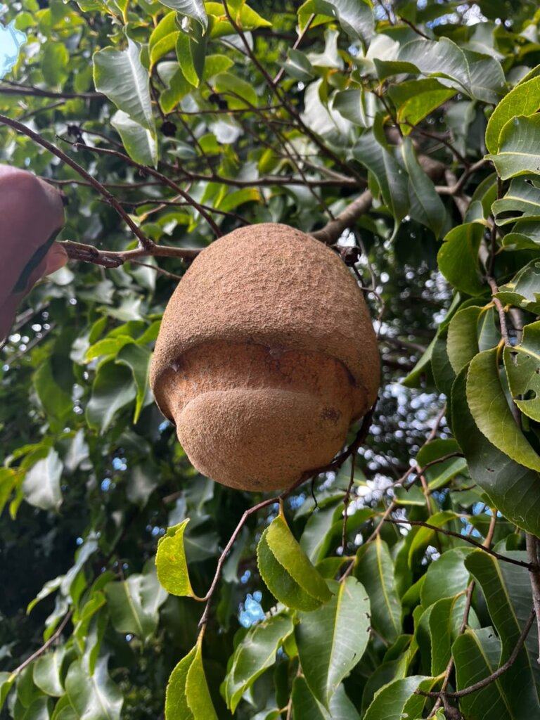 Seed of one the trees will be planting: Sapucaia