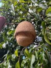 Seed of one the trees will be planting: Sapucaia