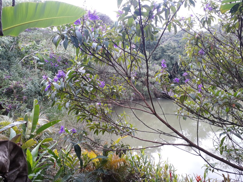 Tibouchina tree - gives tiny but valuable seeds
