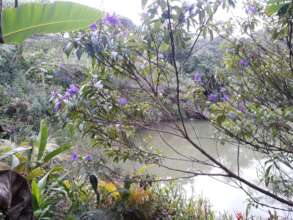 Tibouchina tree - gives tiny but valuable seeds