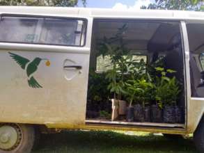 IraKombi full of seedlings