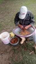 Alfredo preparing seeds