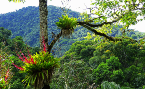 Flowering forest