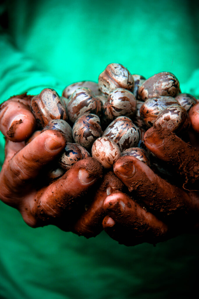 Seeds of hope for the forest