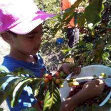 Kaue harvesting coffee