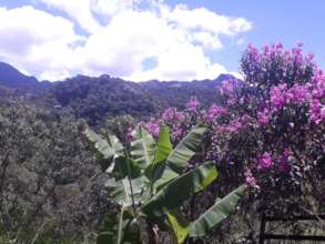 Forest in flower - a sight for sore eyes