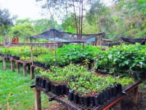 Our nursery full of seedlings prior to the deliver