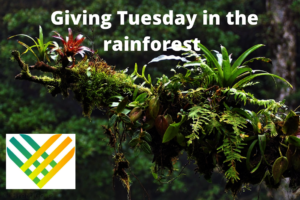 Rainforest Giving Tuesday