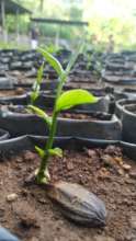 Alfredo on the job: 2. Seedling in the nursery