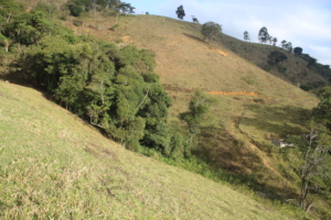 One of the areas planned to increase the forest