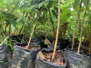 Iracambi nursery seedlings