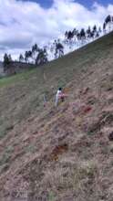 Gui preparing the reforestation plots