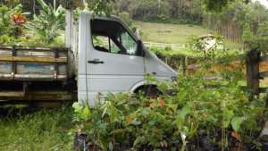 200 baby trees safely arrive at their new home