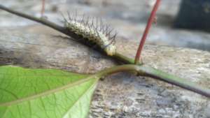 This little guy likes to chew on our seedlings