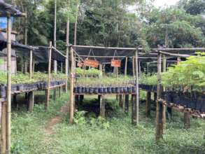 Our nursery trees are going strong, thanks to you!