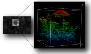 3D monitoring of forest layers