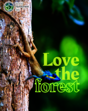 World Rainforest Day