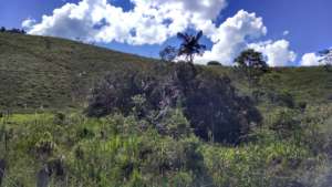 Recent forest growing around spring