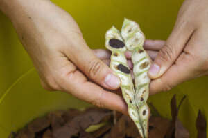 Collecting seeds