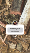 Snakes are a sign of biodiversity in the forest