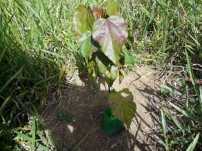 Urucum seedling in the reforestation