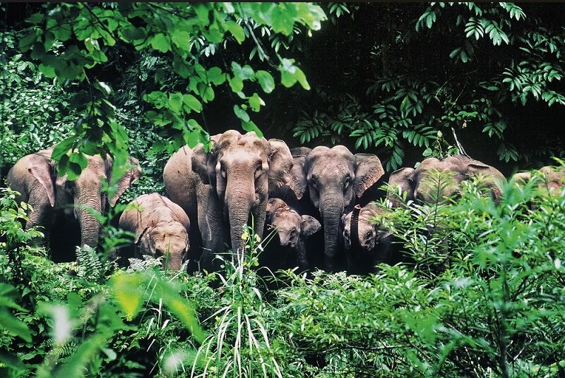 Xi shuangbanna elephants - credit Beijing Review