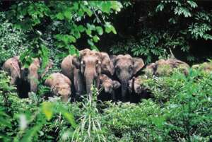 Xi shuangbanna elephants - credit Beijing Review