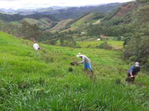 Future forested hillside