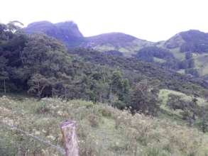 Reforestry area bordering the State Park