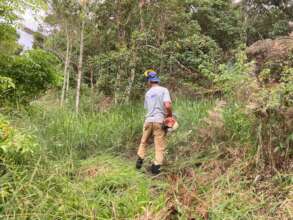 The brachiaria is so tall, we can't see the tree!