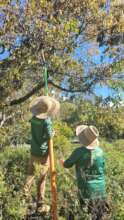 Fran and Daivid collecting the seeds