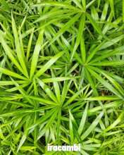 Acai seedlings